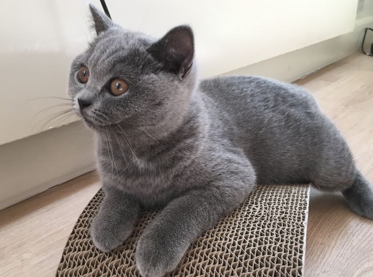 Продам британские котят