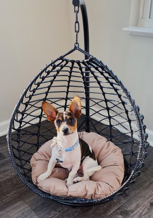 Vand fotoliu suspendat pentru pisici sau caini de talie mica cu perna