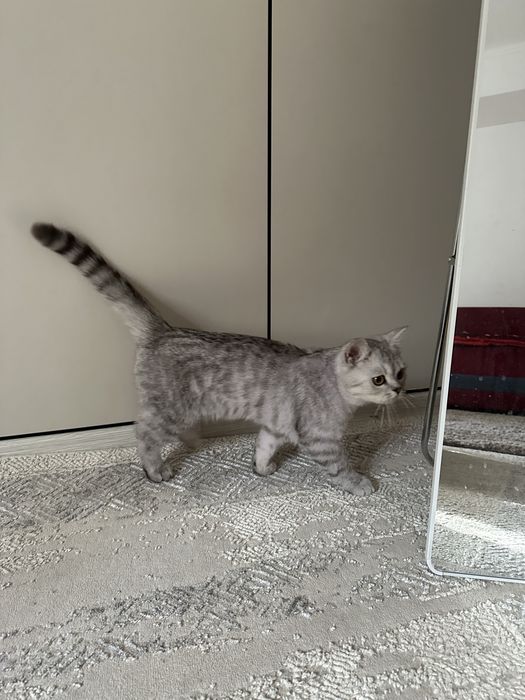 Кот Британец короткошерстная