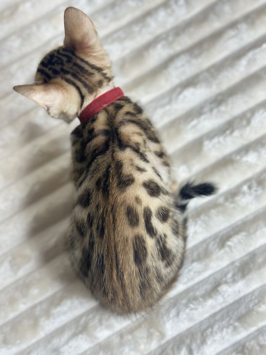 Toza qon bengal bolalari