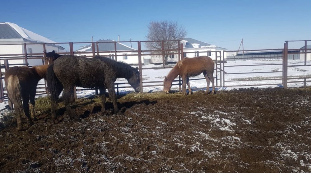 Продам лошадей срочно