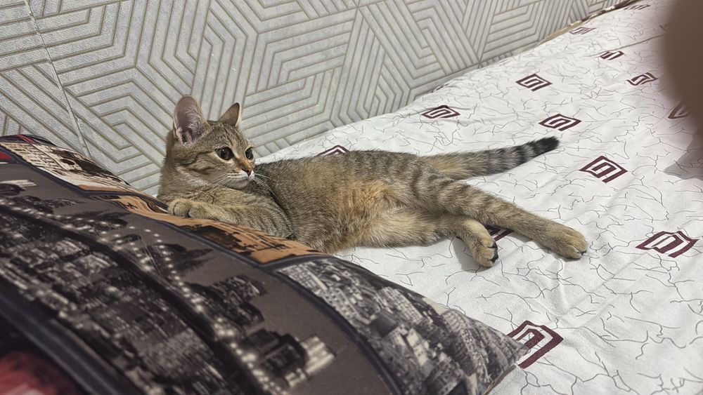 Домашняя кошка в добрые руки