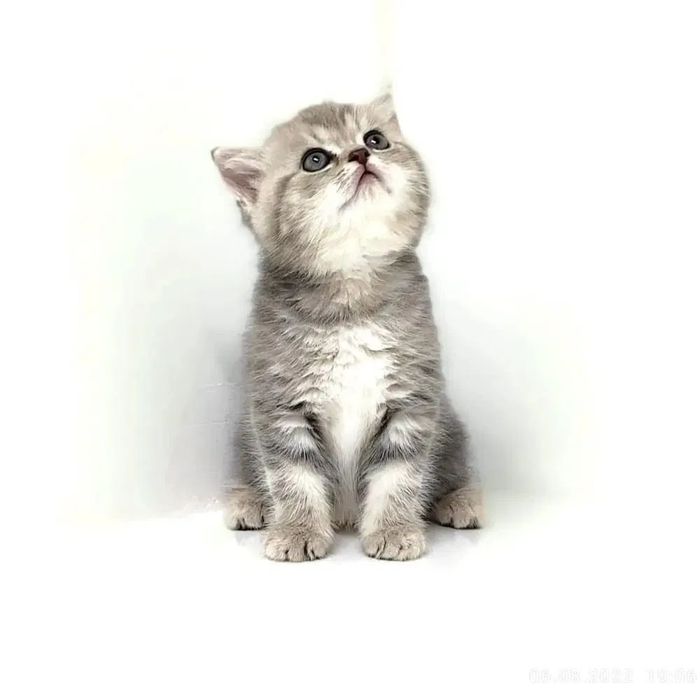 КоТяТа ШотЛандсКие