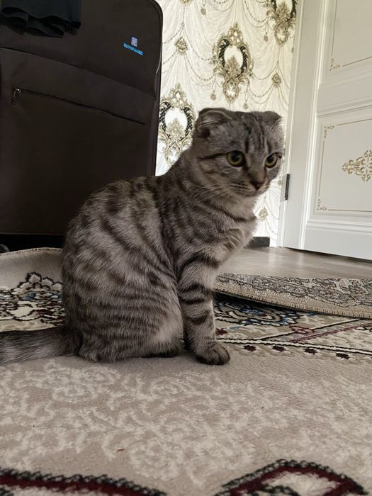 Sotiladi qiz mushuk ,мушук  - Продается кошка вислоухая