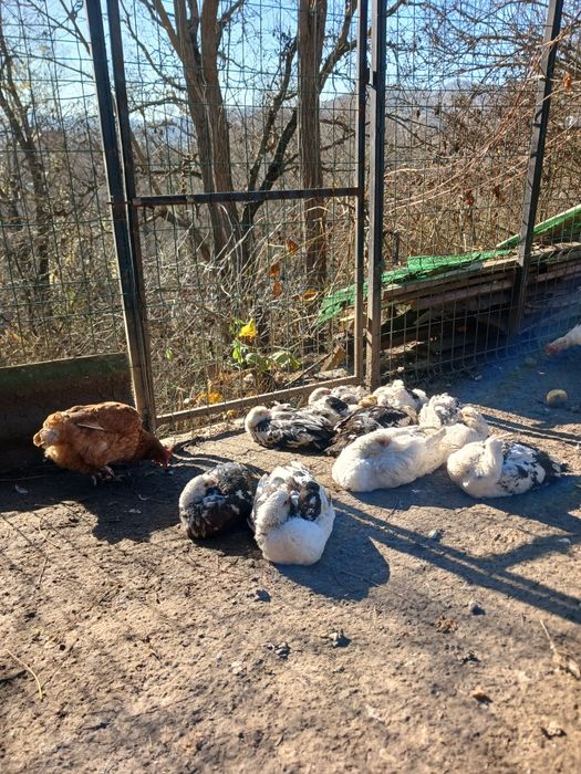 Vând rațe leșești