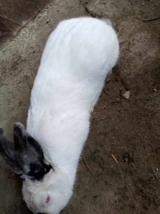 Kaliforniskiy krolik