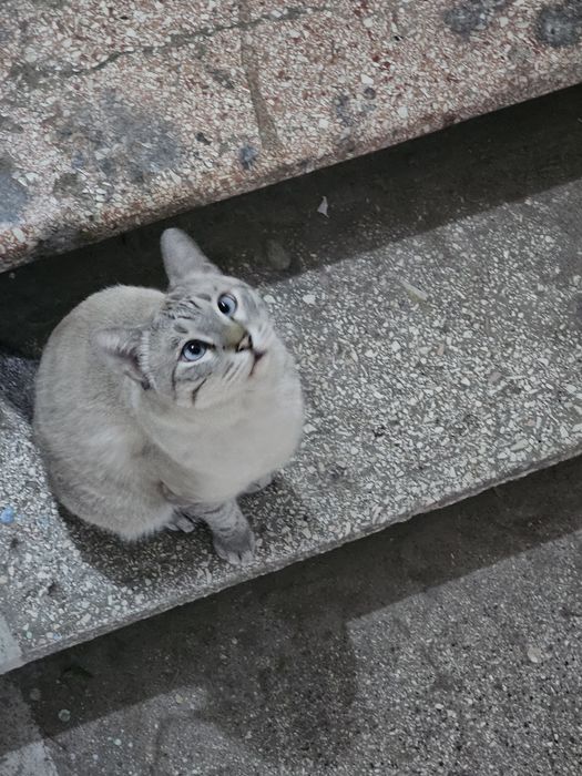 Кошка в Добрые Руки!