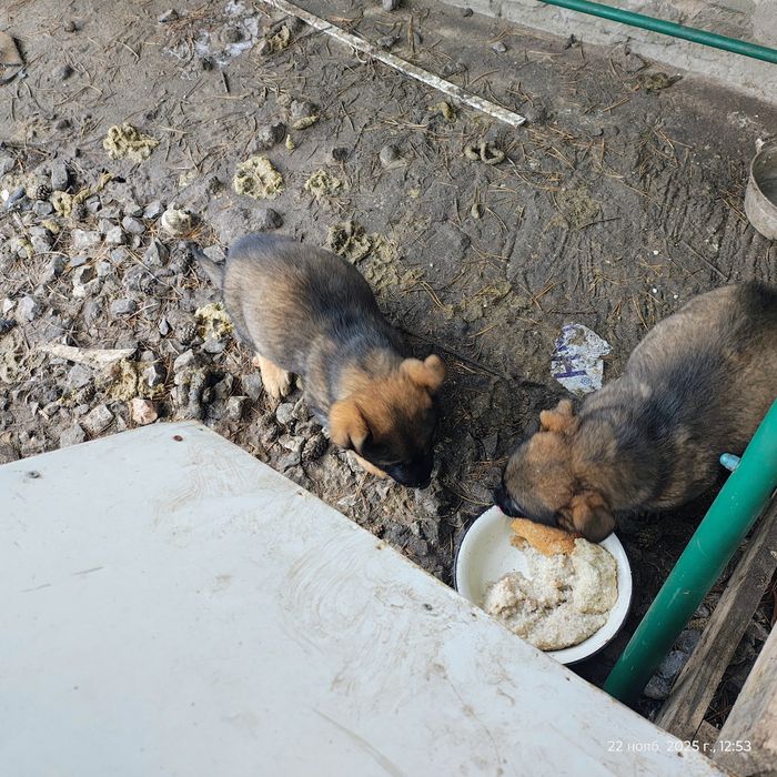 Щенки в добрые руки срочно