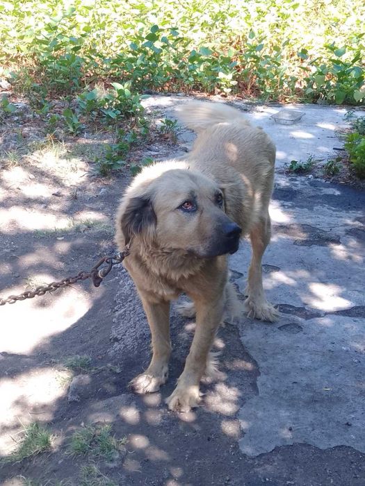 Подарявам Куче голяма порода