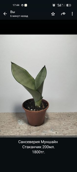 Продам комнатные цветы