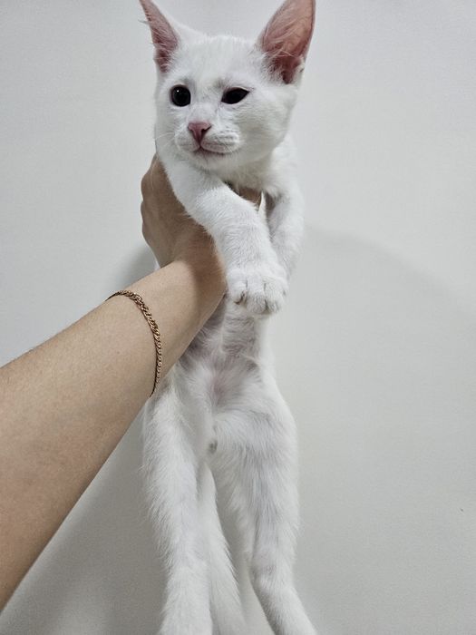 Yaxshi qo'llarga beraman