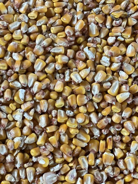 Porumb, malai, cereale. Calitatea 1