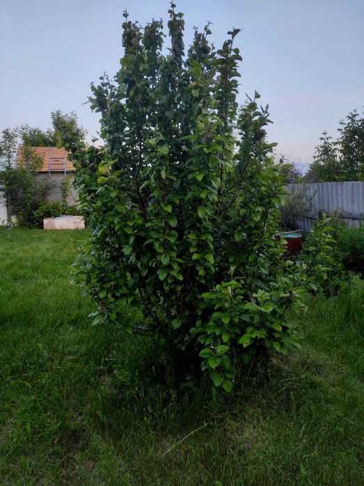 Продам дачу 9 соток на обществе Восход.