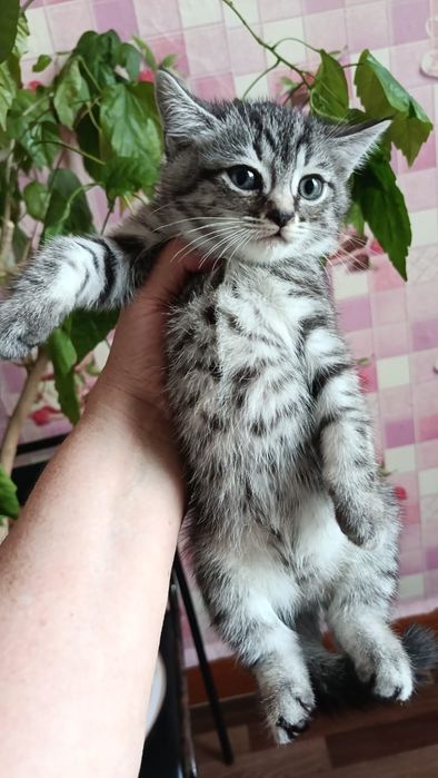 Отдам котят в добрые руки, и кошечку(маму)