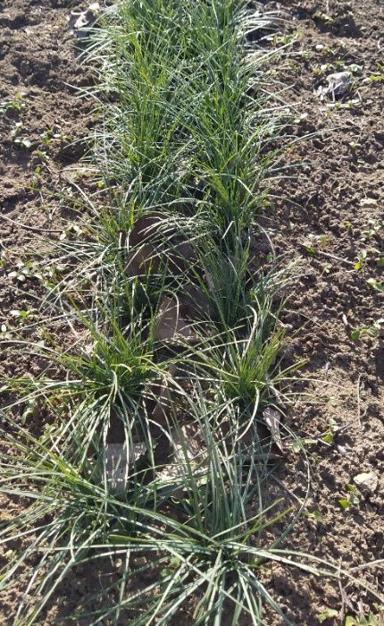 Продавам  Български шафран