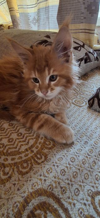 Продам котёнка мейн кун