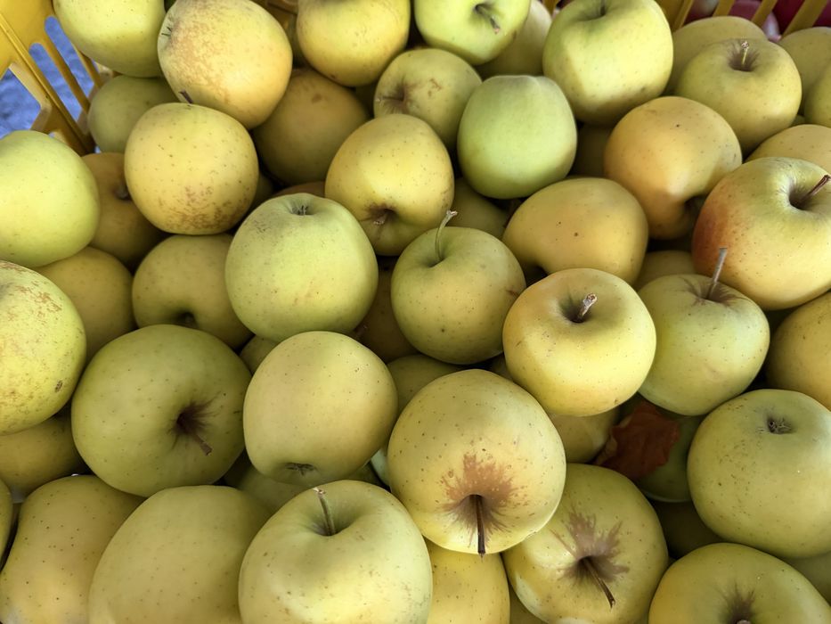Vând 500 kg mere de consum – 2,5 lei/kg (ridicare din Geoagiul de Sus, Alba)