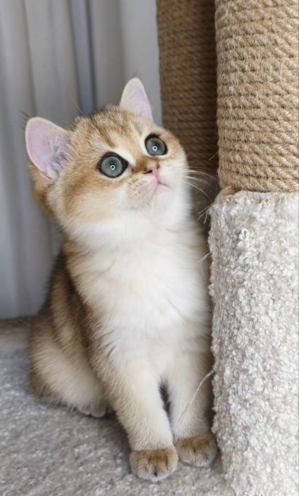 Элитные котята из питомника