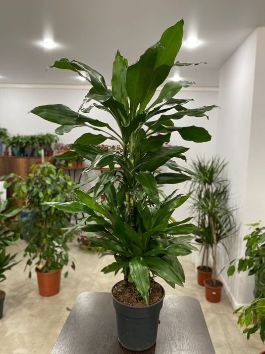 Драцена 100 см новая поставка