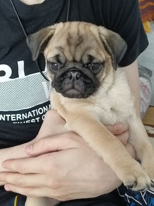 Продам щенков мопса