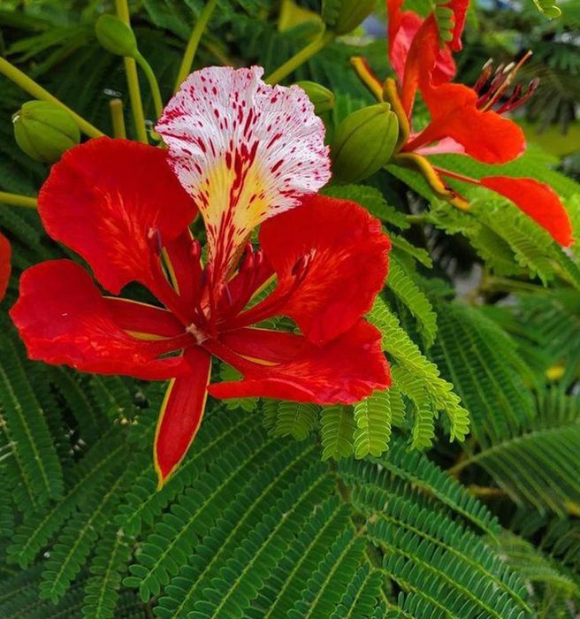 Delonix Regina (Arborele De Foc )