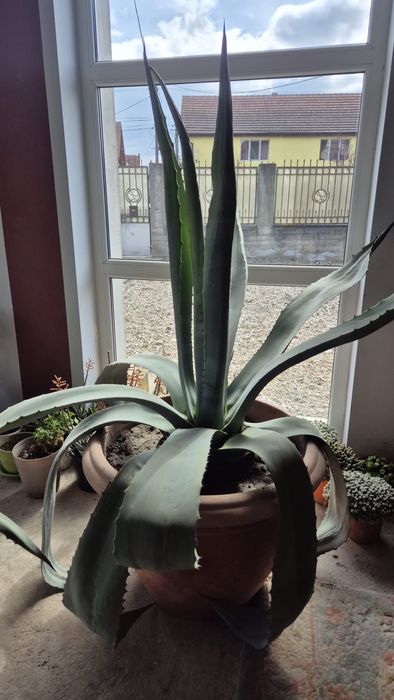 Vând plante Aloe Agave, vârstă 15 ani, 150cm