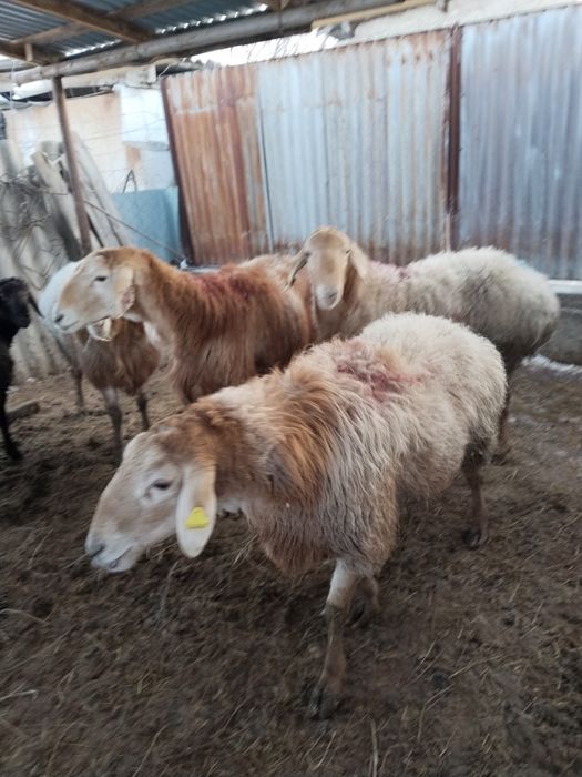 Продам Кошкар 2 годовалый.