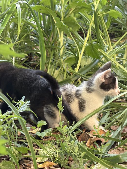 Бездомные котики