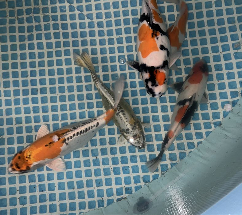 Кои рыба для пруда