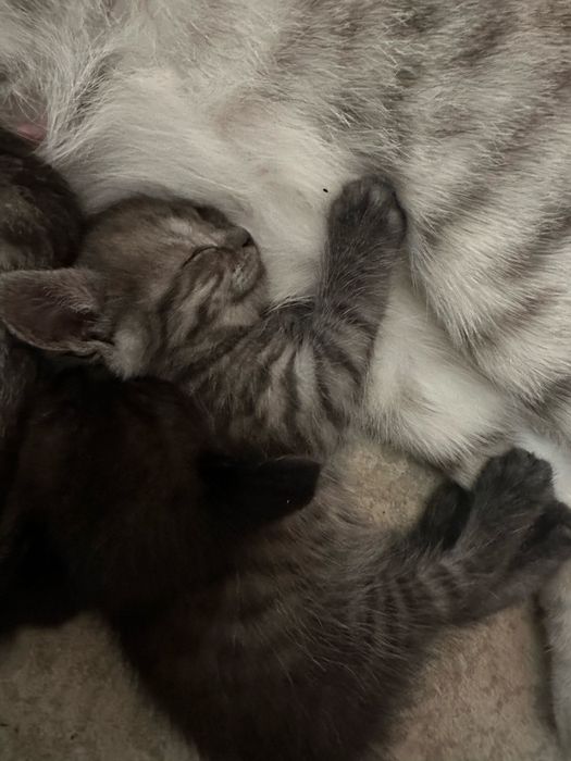 Продам британских котят