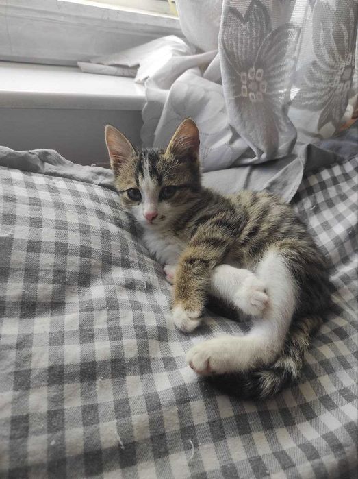 Продаю красивого кота