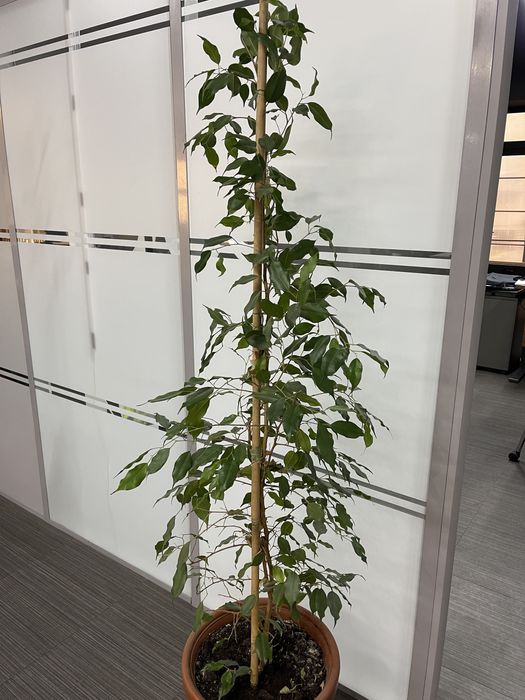 Фикус Бенджамина 1,5 метра