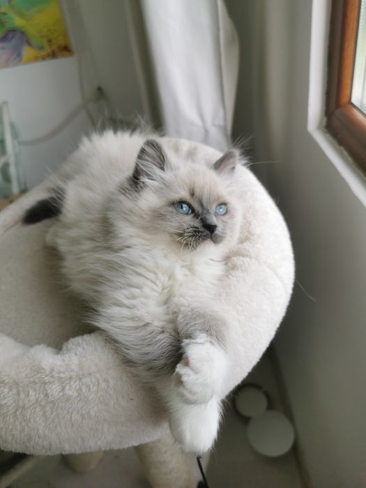 Ragdoll рагдол/регдол  МЪЖКО котe