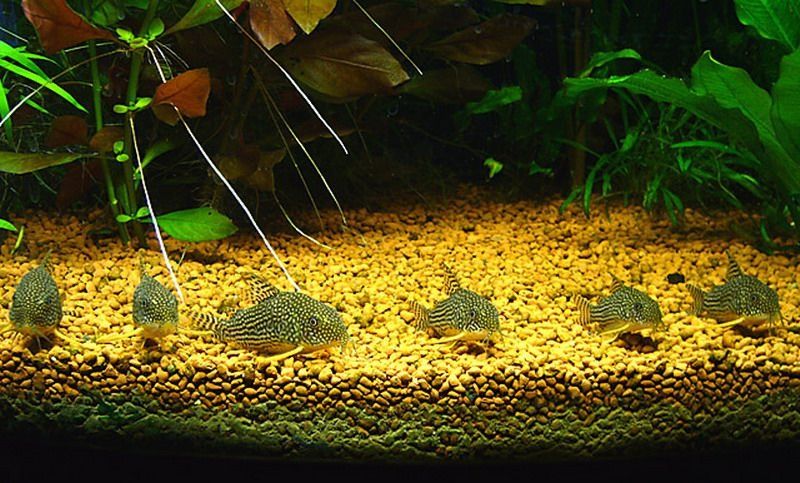 Корридорасы Штерба