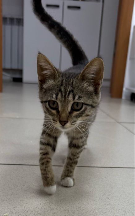 Отдам котенка в добрые руки