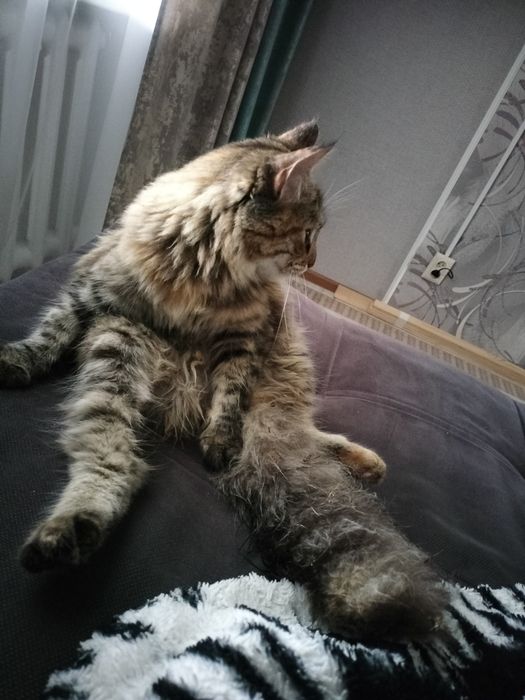 Срочно отдам кошку