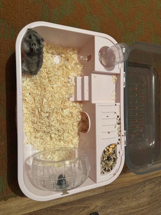 Продаётся джунгарский хомяк вместе с клеткой