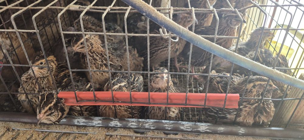 Perechi Mătase japoneza, Araucana și prepelițe