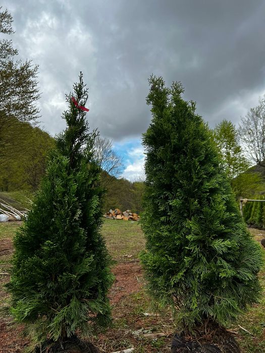 Tuia smarald Leylandii chipaross