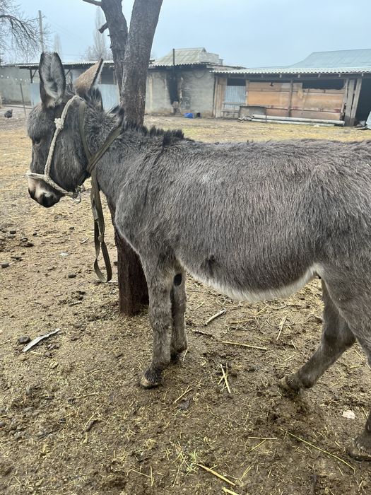 Есек бар сатылады