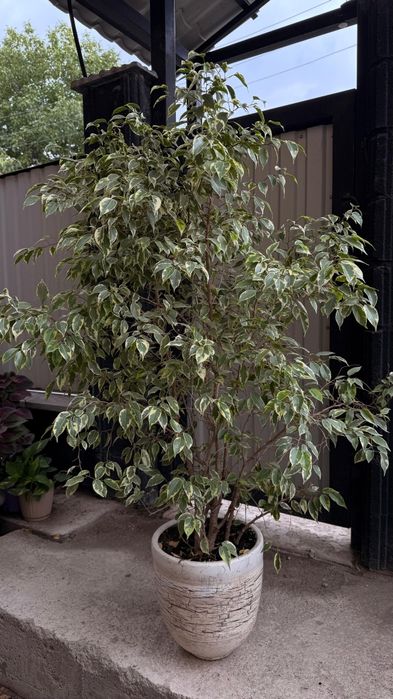 Продам фикус бенджамина