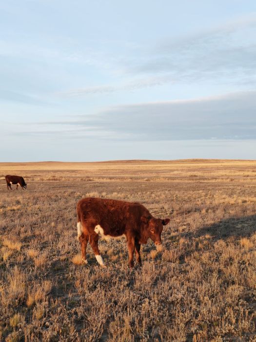 Подсос бұзаулар сатылады
