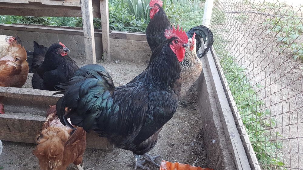 Питомец домашний