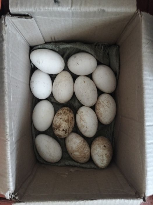 Продам гусиные яйца