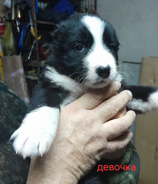 Щенок САО алабая