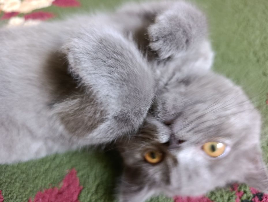 Котёнок породы британская