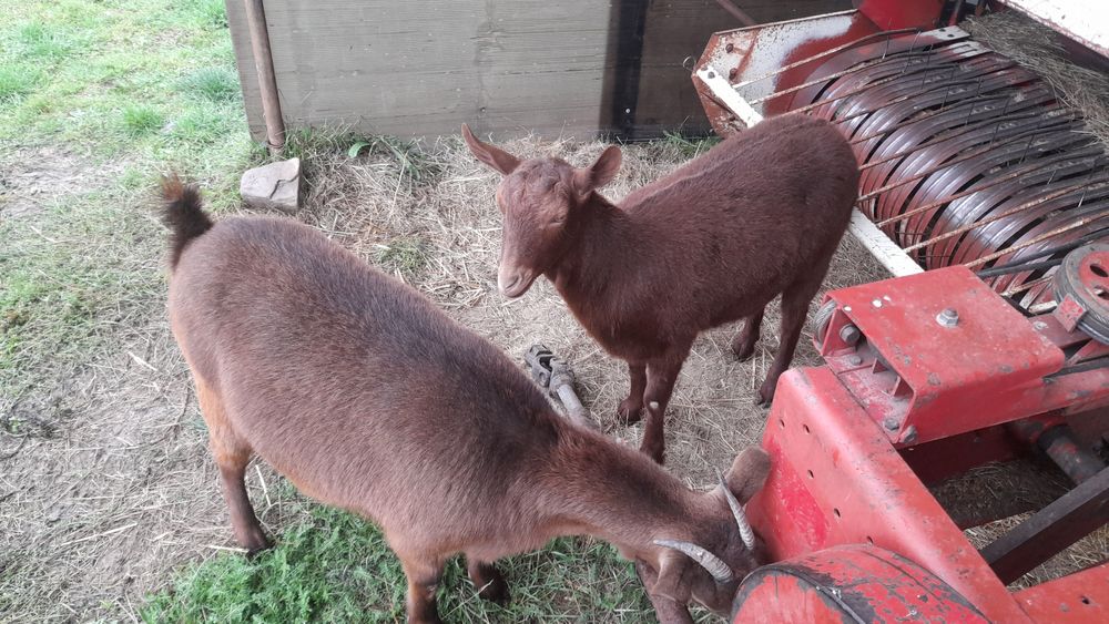 Balțată Românească 6500 are 374kg