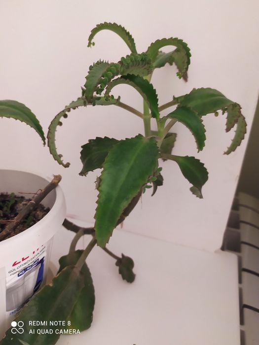 Каланхоэ цветок лечебный