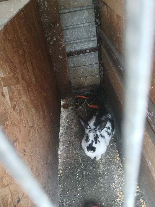 Vănd 1 iepure de 2-3 kg