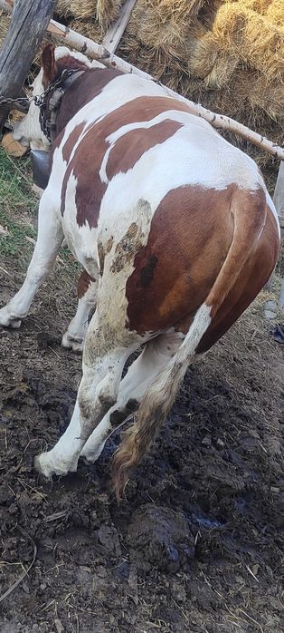 Taur de vanzare bun de monta